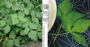 【野草與生活】最「台」的香草植物：鴨兒芹｜三玉號 × 舞春食農工作室專欄